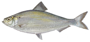 Gaspareau (Alosa Pseudoharengus)