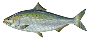 Alose Savoureuse (Alosa Sapidissima)
