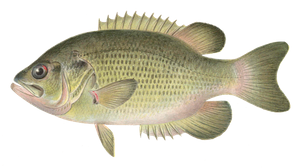 Crapet de Roche (Ambloplites Rupestris)