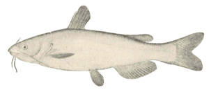 Poisson-Chat Blanc (Ameiurus Catus)