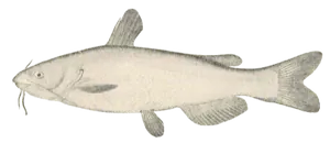 Poisson-Chat Blanc (Ameiurus Catus)