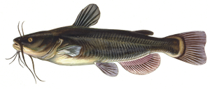 Poisson-Chat (Barbotte Noire) (Ameiurus Melas)