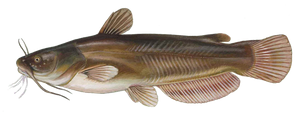 Barbotte Jaune (Ameiurus Natalis)