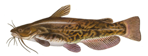 Barbotte Brune (Ameiurus Nebulosus)