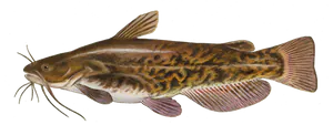 Barbotte Brune (Ameiurus Nebulosus)