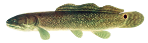 Poisson-Castor (Amie Chauve) (Amia Calva)
