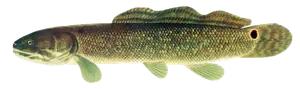 Poisson-Castor (Amie Chauve) (Amia Calva)