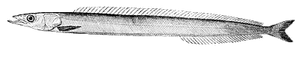 Lancon du Nord (Ammodytes Dubius)