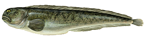 Loup de Mer (Anarhichas Lupus)