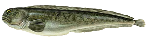 Loup de Mer (Anarhichas Lupus)