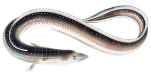 Anguille du Japon (Anguilla Japonica)