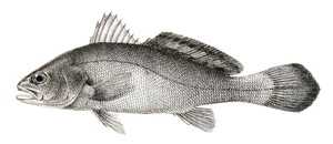 Maigre d'Amoy (Argyrosomus Amoyensis)