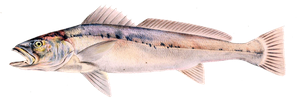 Maigre Africain (Argyrosomus Hololepidotus)