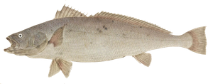 Maigre du Japon (Argyrosomus Japonicus)
