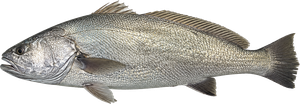 Maigre Commun (Courbine - Grogneur) (Argyrosomus Regius)