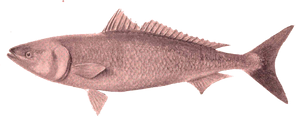 Saumon Australien (Arripis Trutta)