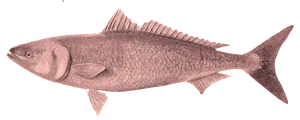 Saumon Australien (Arripis Trutta)