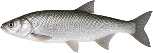 Aspe (Leuciscus aspius)