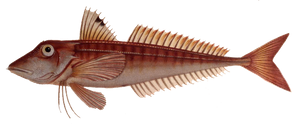 Grondin Rouge (Aspitrigla Cuculus)