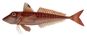 Grondin Rouge (Aspitrigla Cuculus)
