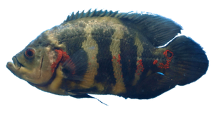Oscar (Astronotus Ocellatus)