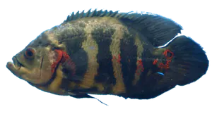 Oscar (Astronotus Ocellatus)
