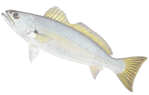 Teraglin (Atractoscion Aequidens)