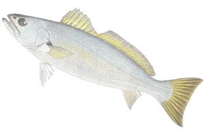 Teraglin (Atractoscion Aequidens)