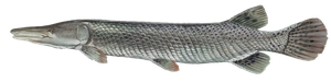 Garpique Alligator (Poisson Alligator) (Atractosteus Spatula)