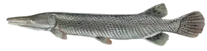 Garpique Alligator (Poisson Alligator) (Atractosteus Spatula)
