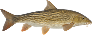 Barbeau Fluviatile (Barbus Barbus)
