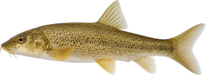 Barbeau méridional (Barbus meridionalis)