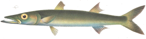 Barracuda (Sphyraena sphyraena)