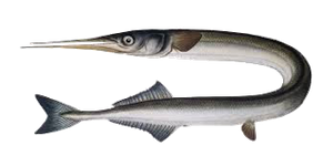 Orphie (Belone Belone)