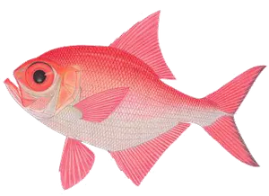 Dorade Rose (Beryx Commun) (Beryx Decadactylus)