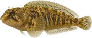 Blennie fluviatile (Salaria fluviatilis)