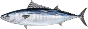Bonite (Sarda sarda)