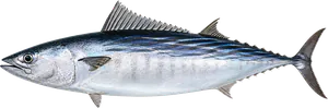 Bonite (Sarda sarda)