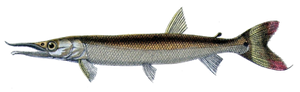 Bicuda (Boulengerella Cuvieri)