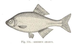 Bouvière (Rhodeus amarus)