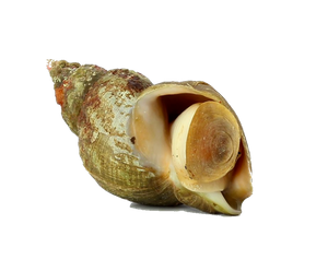 Bulot (Buccinum Undatum)