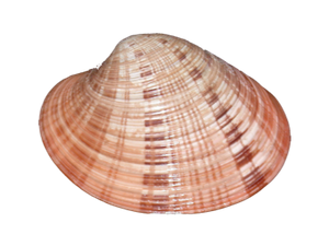 Vernis (Callista Spp)
