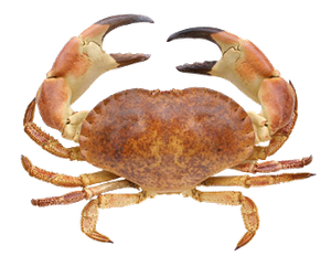 Tourteau Commun (Cancer Pagurus)