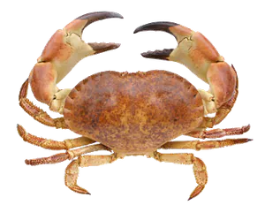 Tourteau Commun (Cancer Pagurus)