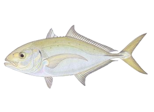 Carangue Balo (Carangoides Gymnostethus)
