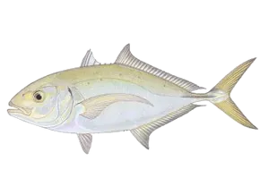 Carangue Balo (Carangoides Gymnostethus)