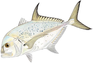 Carangue à Points Bleus (Caranx Bucculentus)
