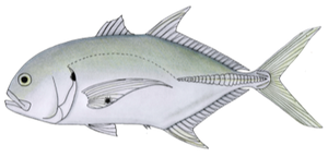 Carangue du Pacifique (Caranx Caninus)