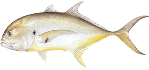 Carangue Crevalle (Carangue Hippos) (Caranx Hippos)