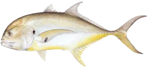 Carangue Crevalle (Carangue Hippos) (Caranx Hippos)